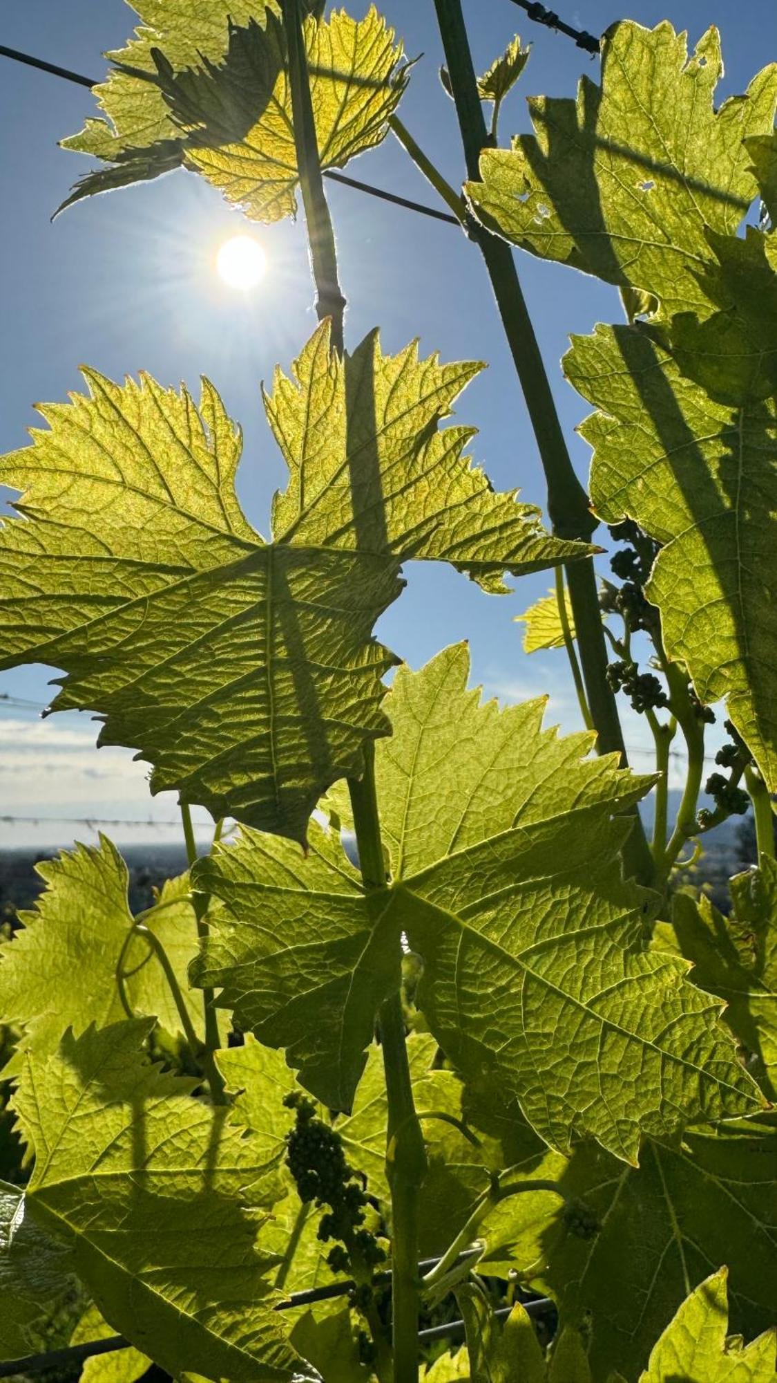 Agriturismo Cascina Cipressa San Romano  Екстериор снимка
