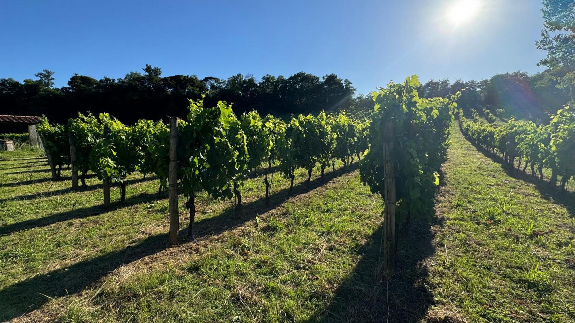 Agriturismo Cascina Cipressa San Romano  Екстериор снимка
